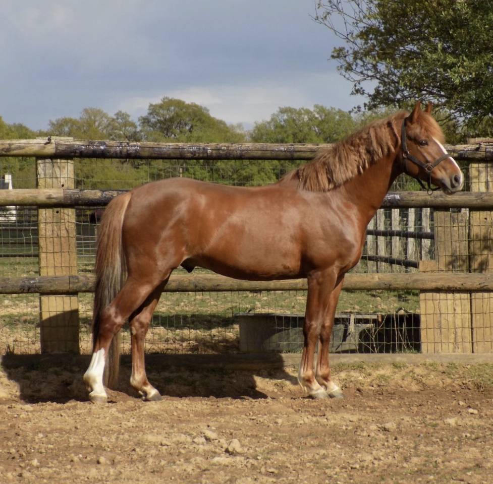 Entire French Saddle Pony Part-Livery 2021 Chesnut