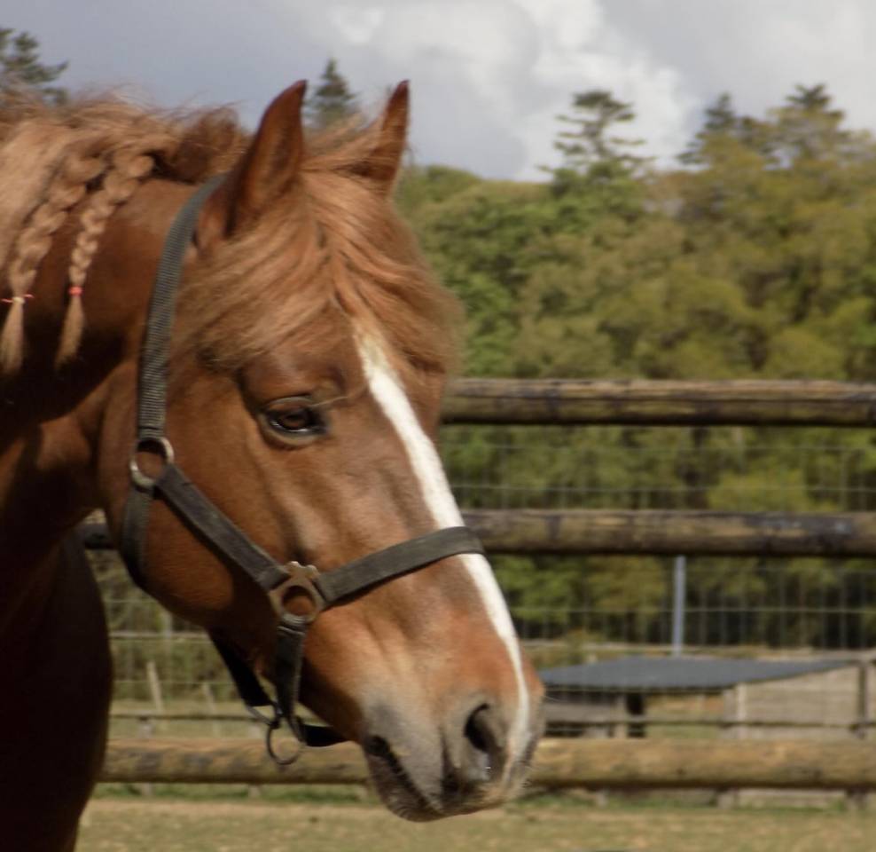 Entire French Saddle Pony Part-Livery 2021 Chesnut