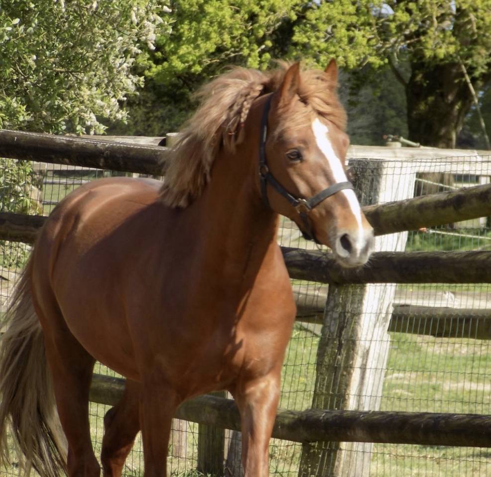 Entire French Saddle Pony Part-Livery 2021 Chesnut