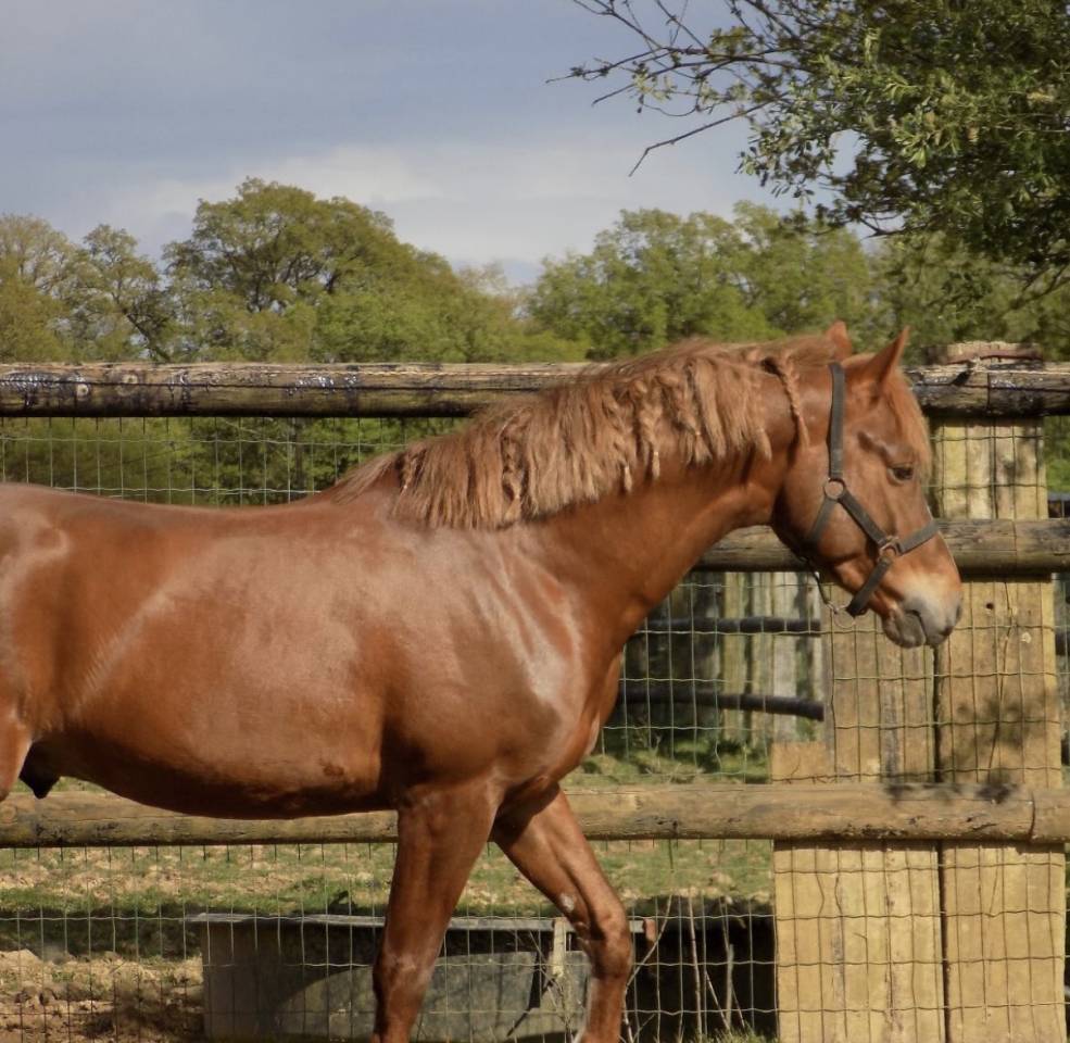 Entire French Saddle Pony Part-Livery 2021 Chesnut