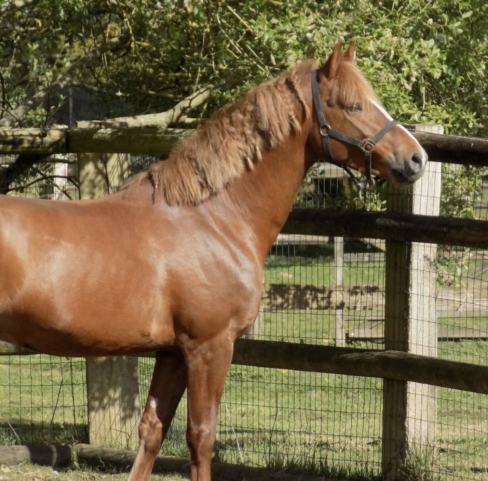 Entire French Saddle Pony Part-Livery 2021 Chesnut