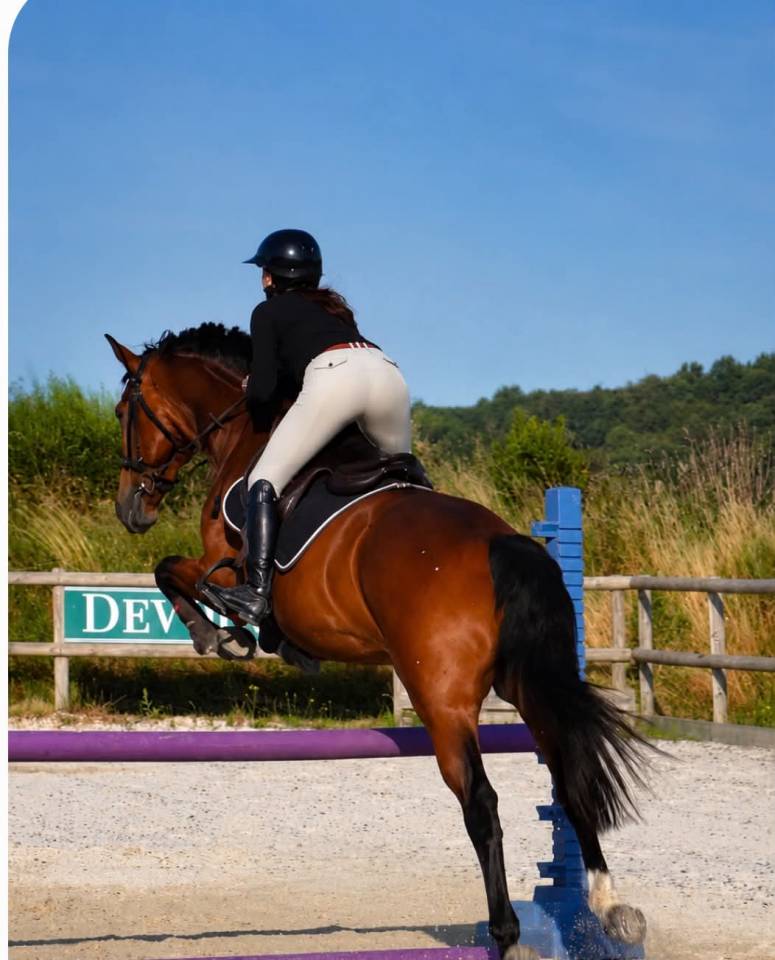 Gelding KWPN Dutch Warmblood For sale 2014 Bay