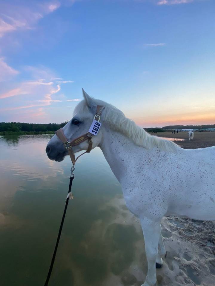 Gelding Connemara For loan 2012 Grey