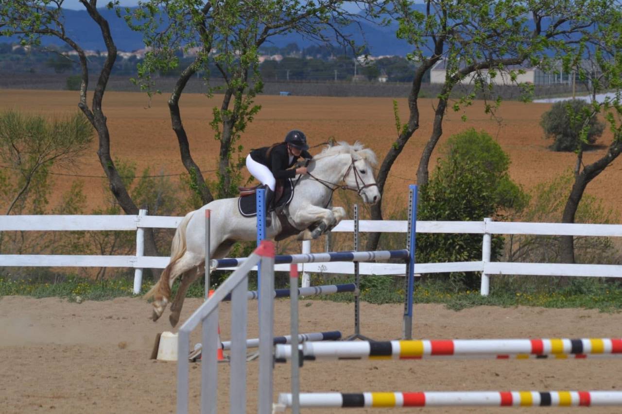 Gelding Connemara For loan 2012 Grey