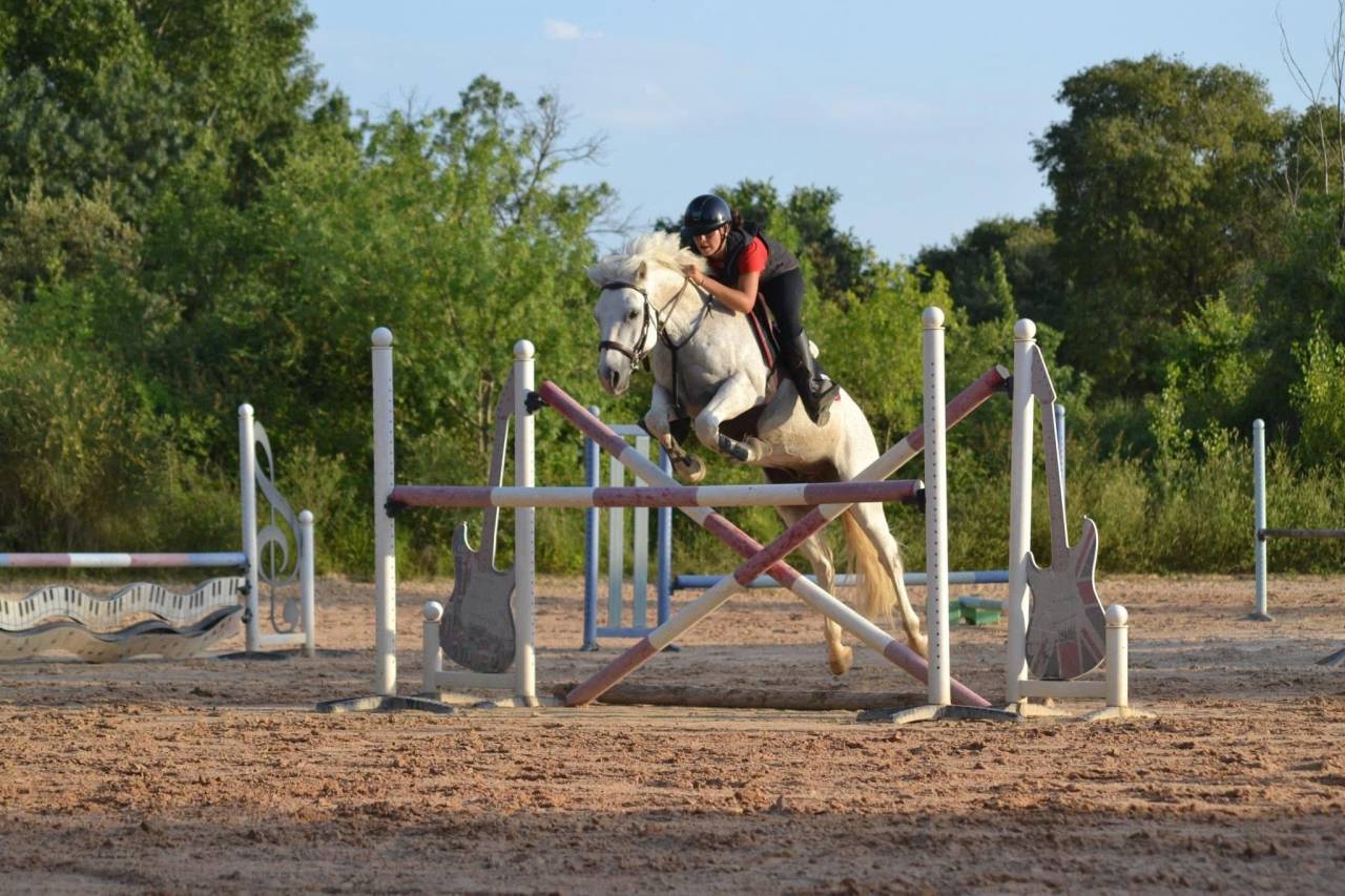 Gelding Connemara For loan 2012 Grey