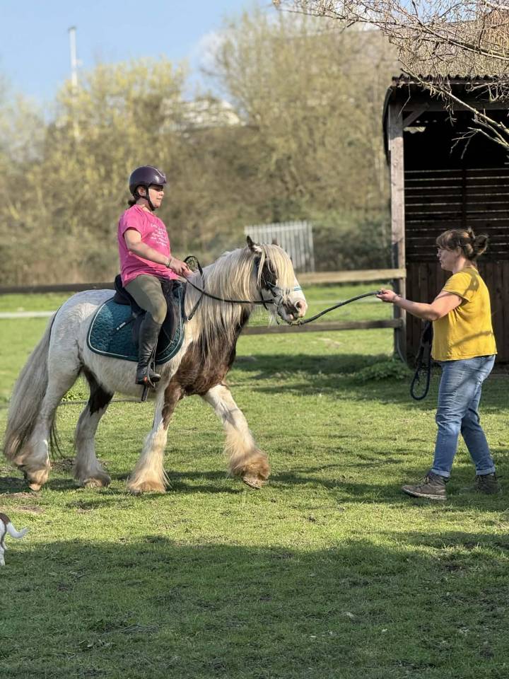 Gelding Other Pony Breed For sale 2023 Coloured