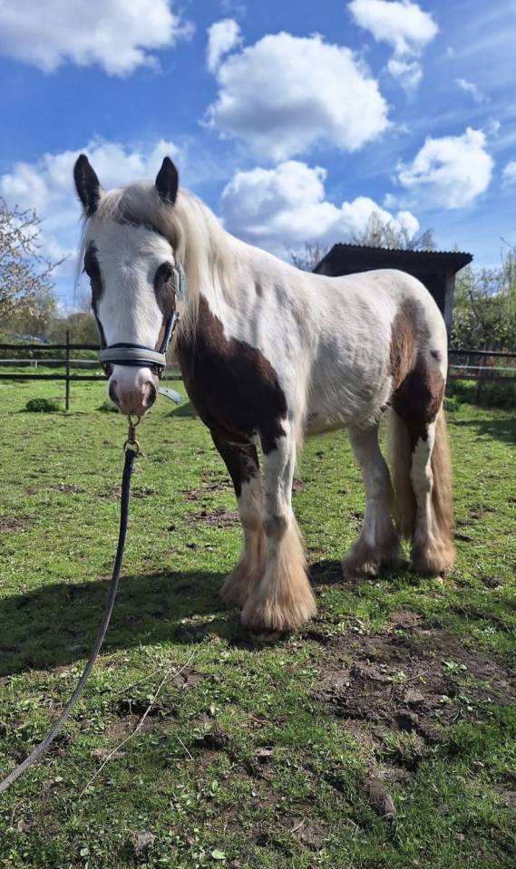Gelding Other Pony Breed For sale 2023 Coloured