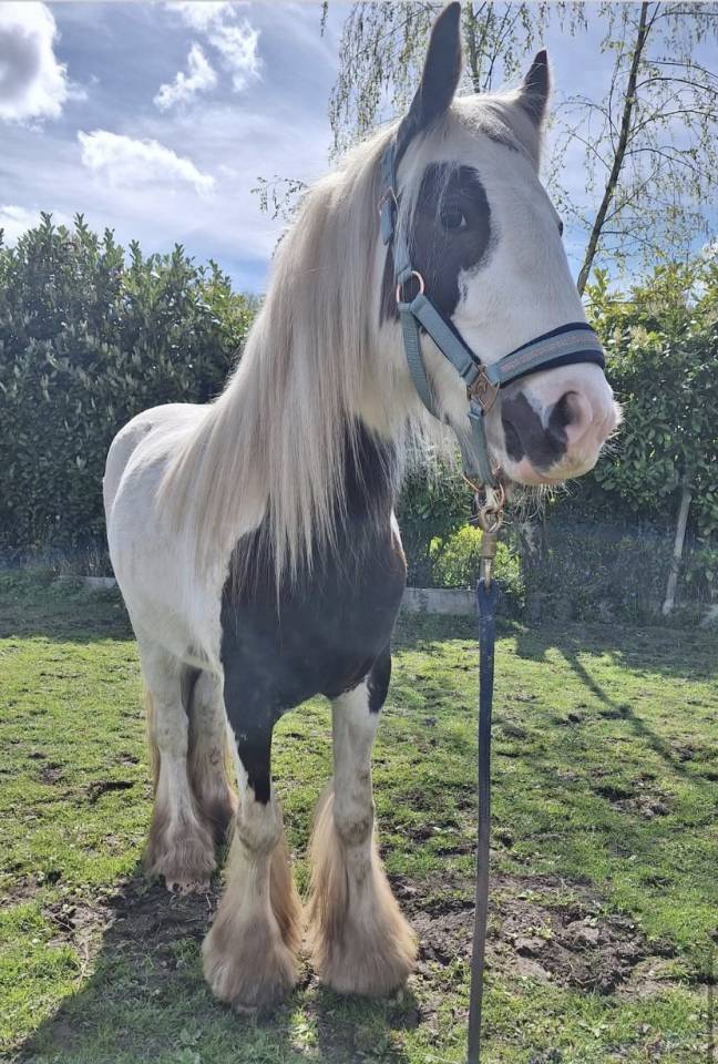 Gelding Other Pony Breed For sale 2023 Coloured