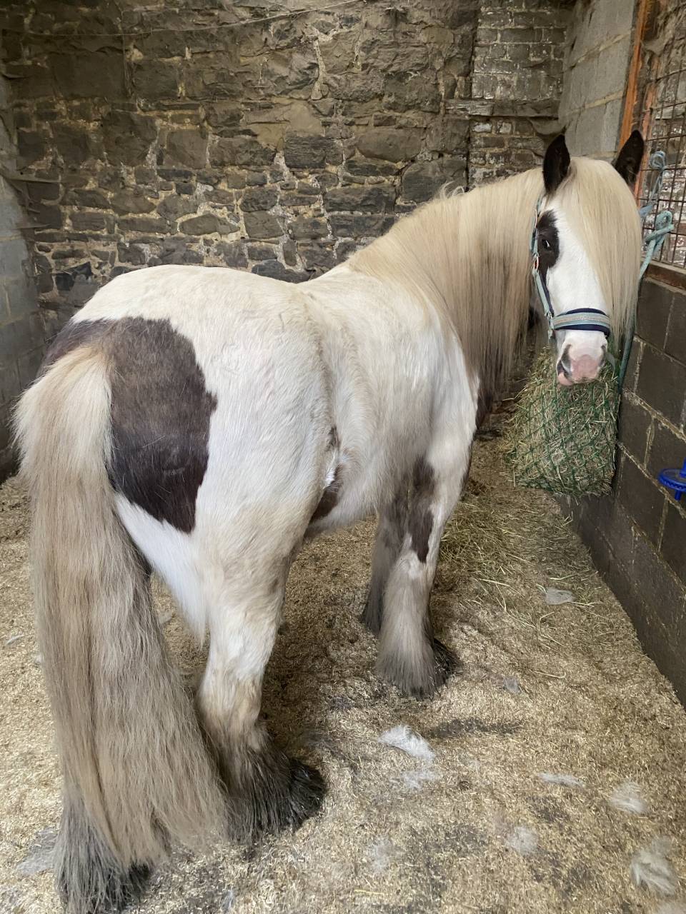 Gelding Other Pony Breed For sale 2023 Coloured