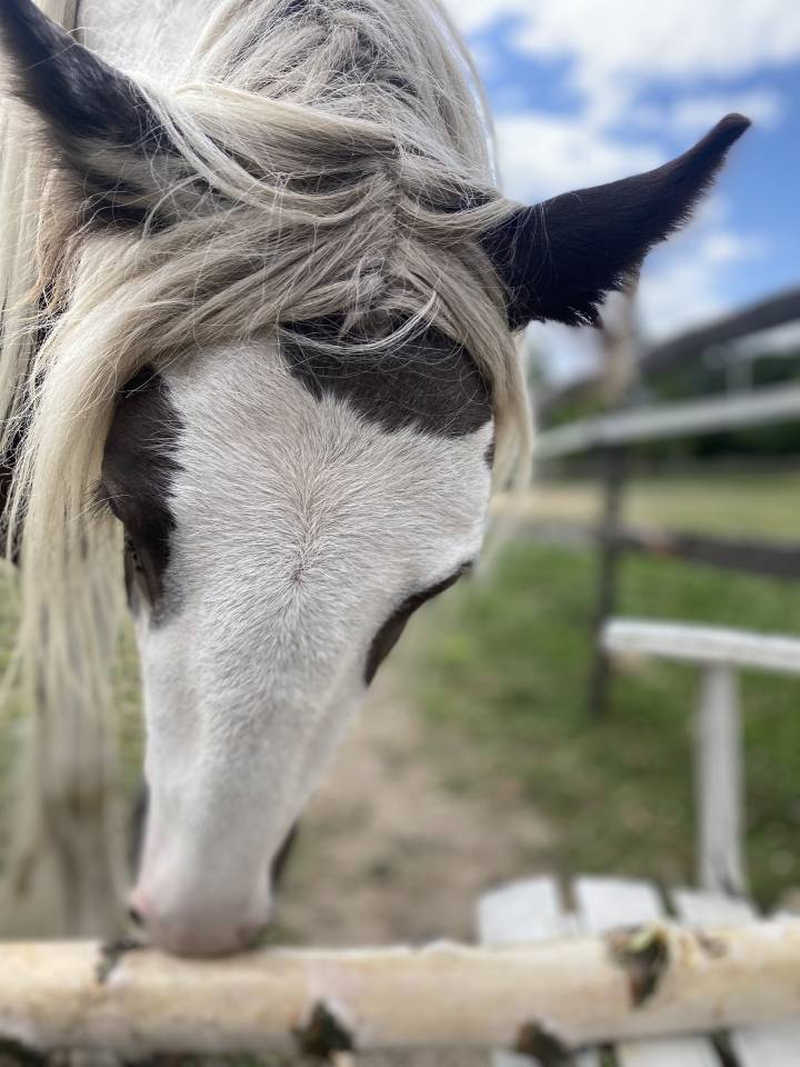 Gelding Other Pony Breed For sale 2023 Coloured