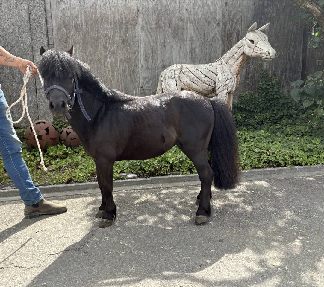 Stallion No Origin Recorded For sale 2015 Black