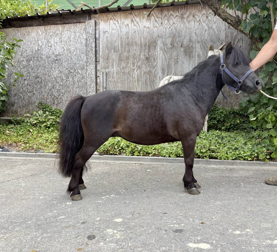 Stallion No Origin Recorded For sale 2015 Black