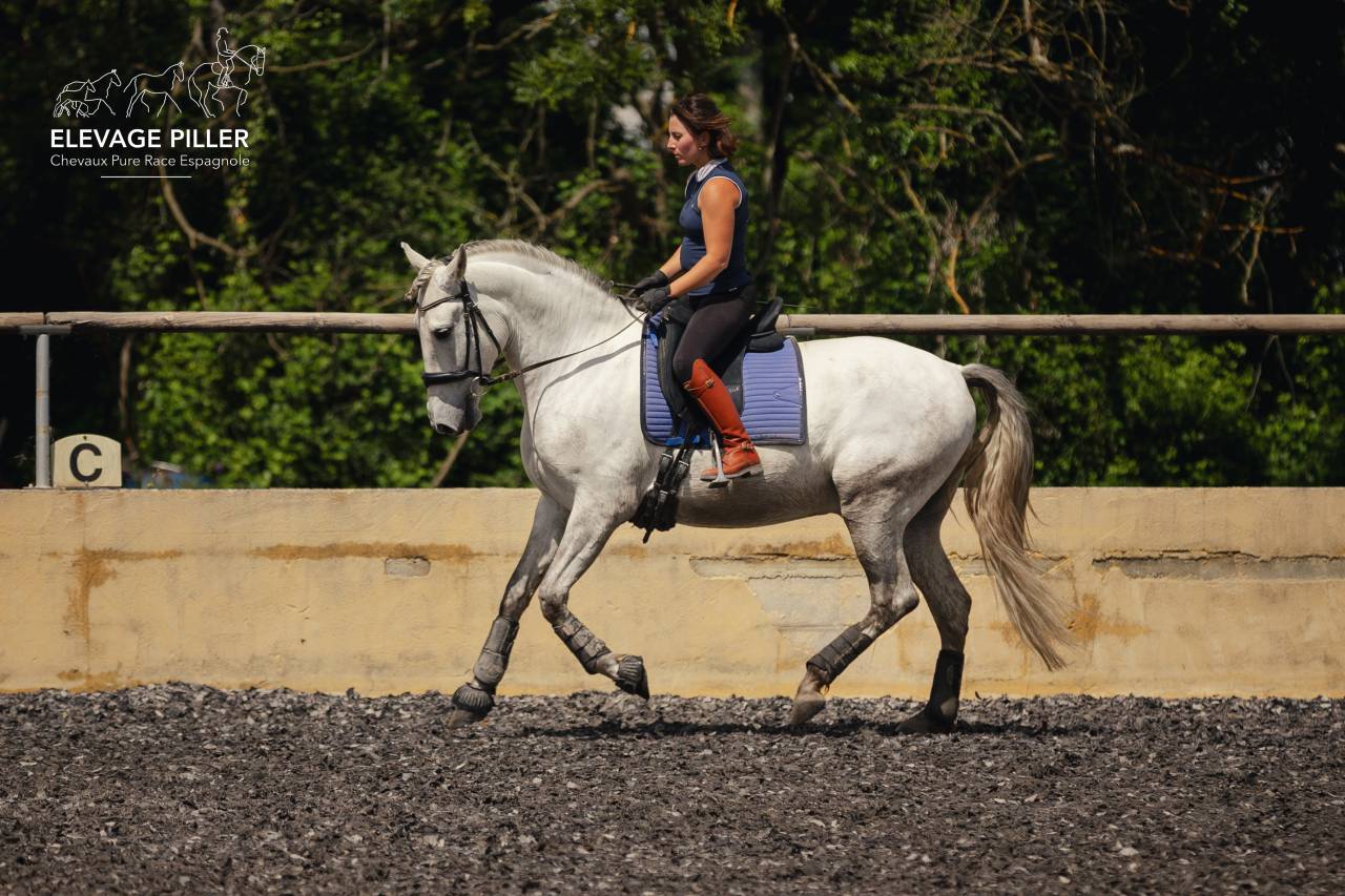 Gelding PRE Pure Spanish Bred For sale 2020 Grey