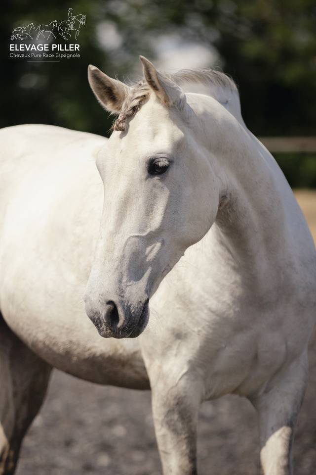 Gelding PRE Pure Spanish Bred For sale 2020 Grey