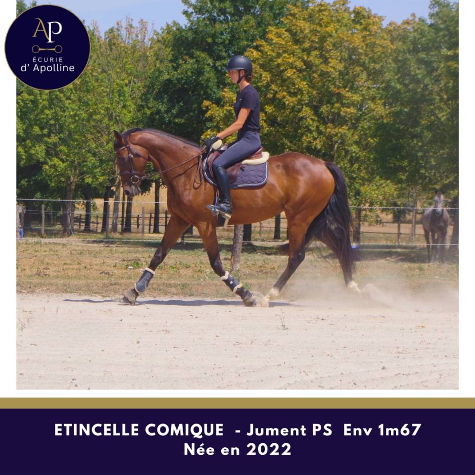 Mare Thoroughbred For sale 2022 Bay