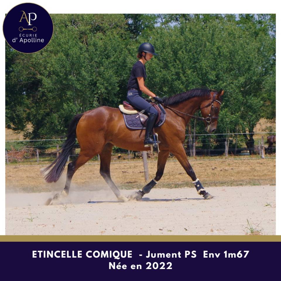 Mare Thoroughbred For sale 2022 Bay