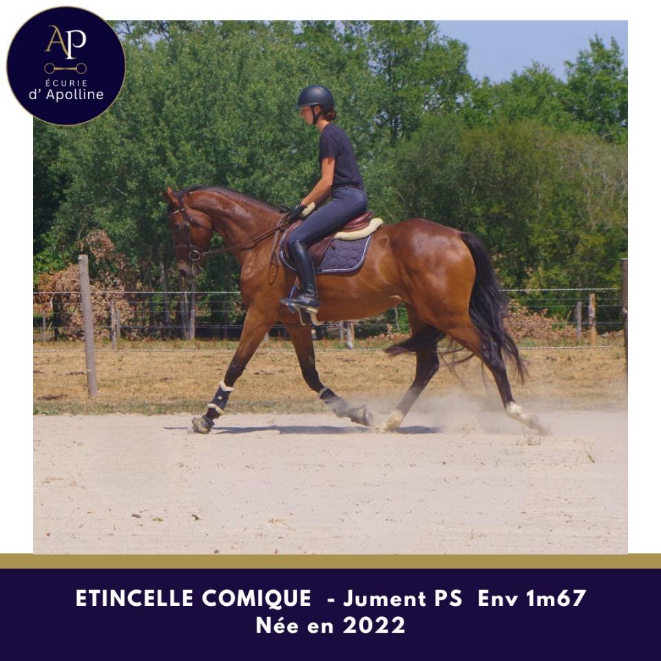 Mare Thoroughbred For sale 2022 Bay
