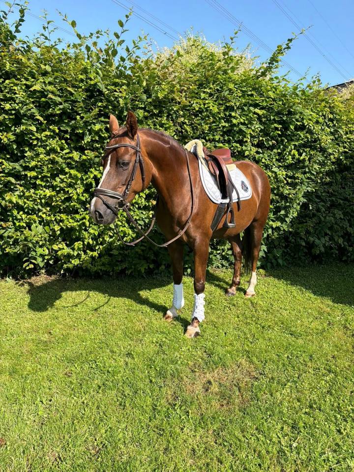 Mare Welsh Pony (Section D), Welsh Cob For sale 2018 Liver chestnut