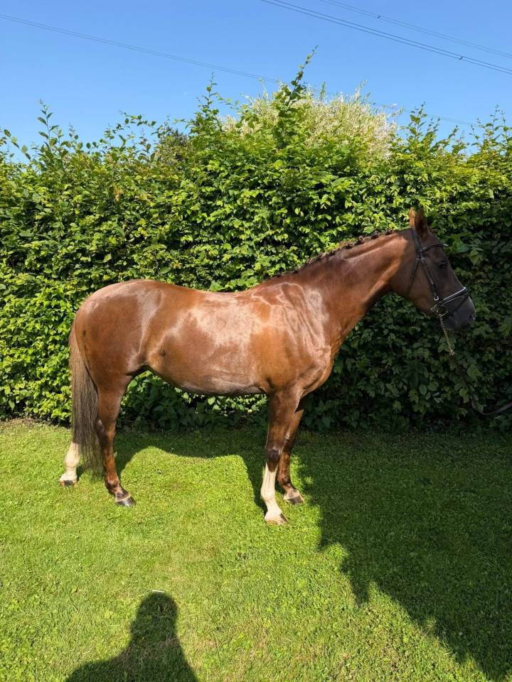 Mare Welsh Pony (Section D), Welsh Cob For sale 2018 Liver chestnut