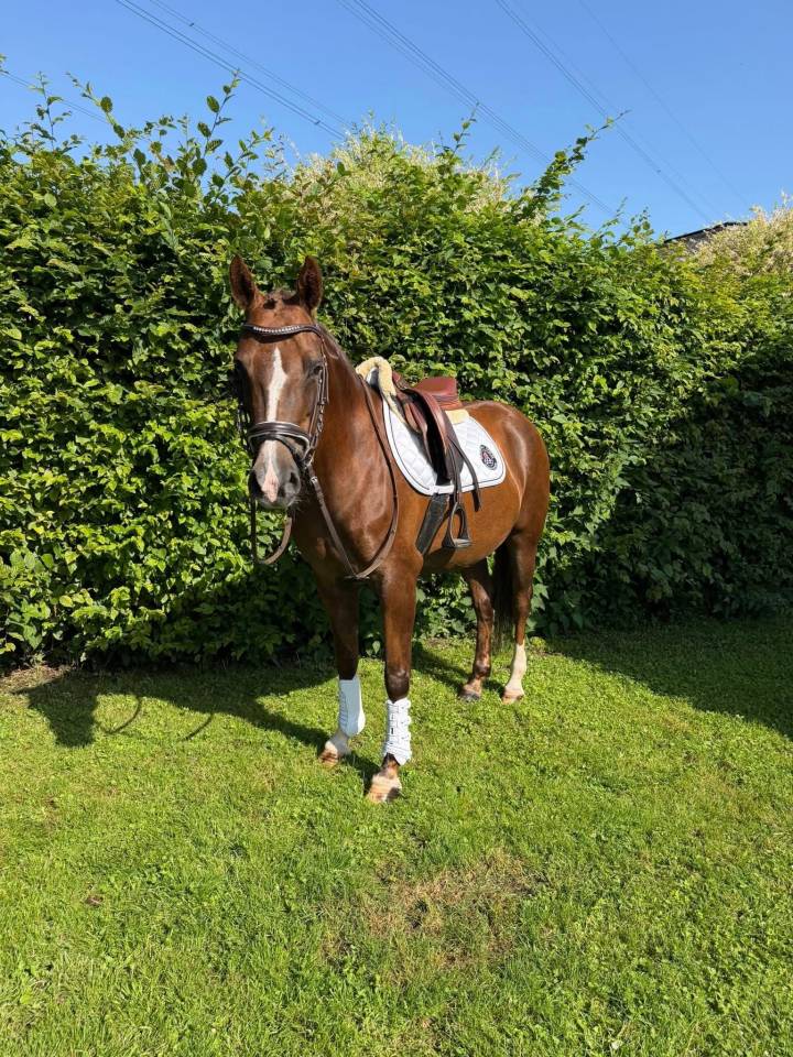 Mare Welsh Pony (Section D), Welsh Cob For sale 2018 Liver chestnut