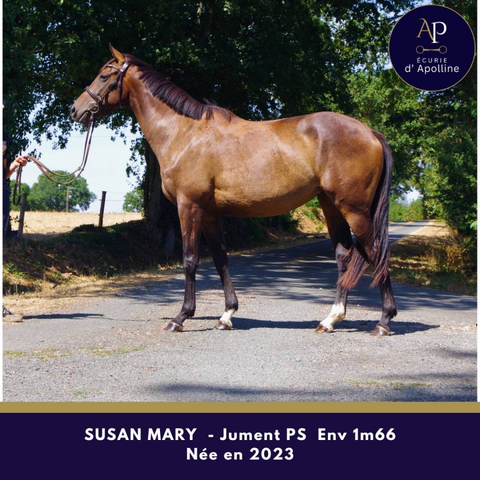 Mare Thoroughbred For sale 2023 Bay