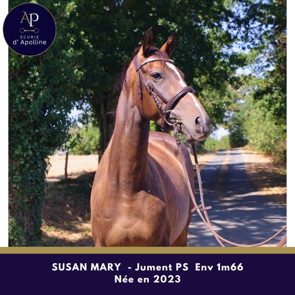 Mare Thoroughbred For sale 2023 Bay