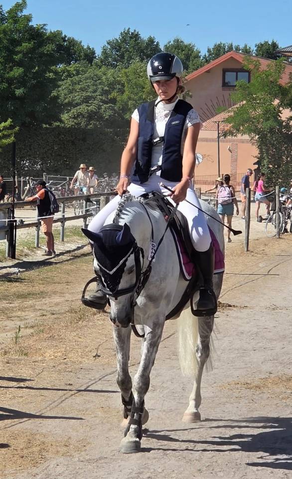 Mare Welsh Pony (Section C) For sale 2016 Grey