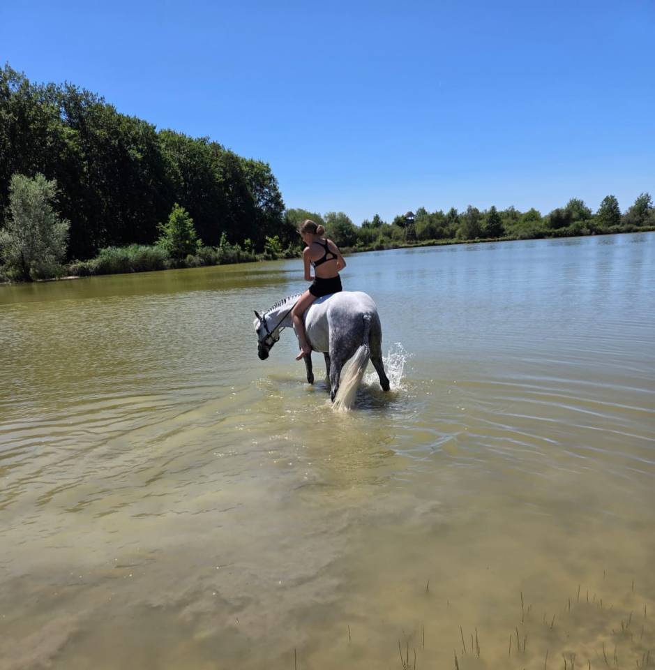 Mare Welsh Pony (Section C) For sale 2016 Grey