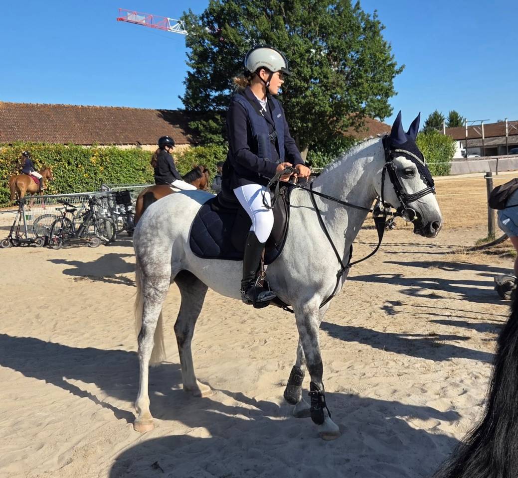Mare Welsh Pony (Section C) For sale 2016 Grey