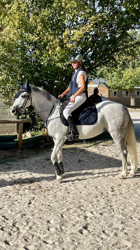 Mare Welsh Pony (Section C) For sale 2016 Grey