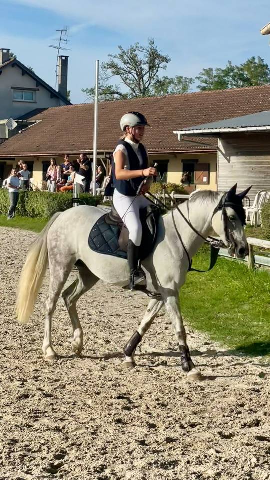 Mare Welsh Pony (Section C) For sale 2016 Grey