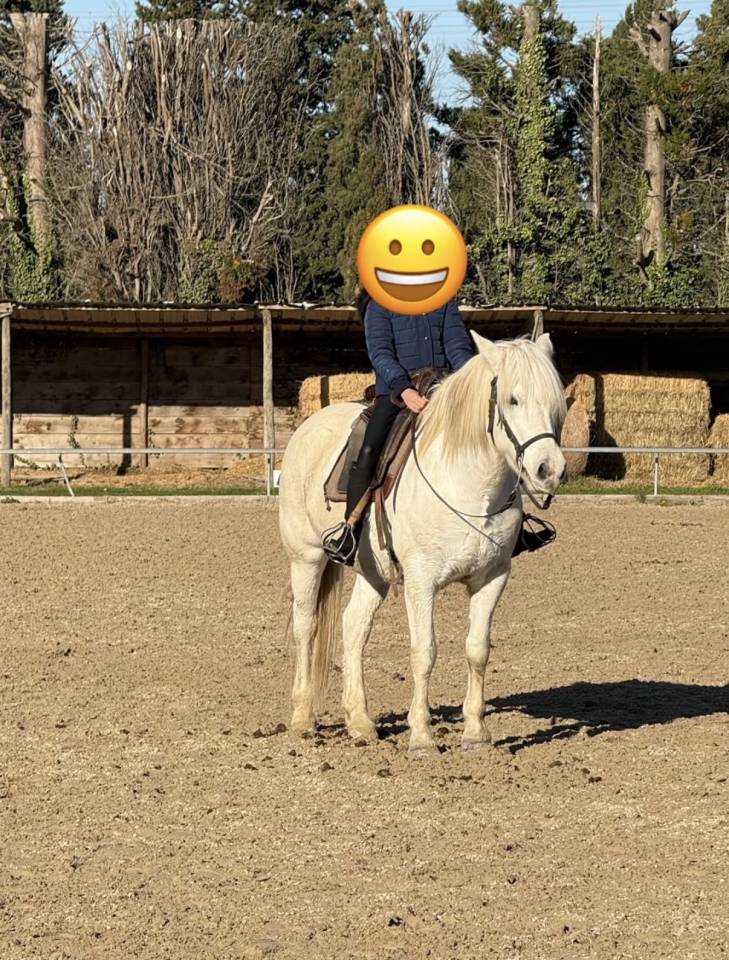 Mare Camargue For sale 2017 White