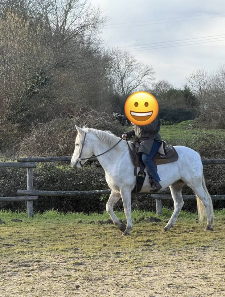 Mare Camargue For sale 2017 White
