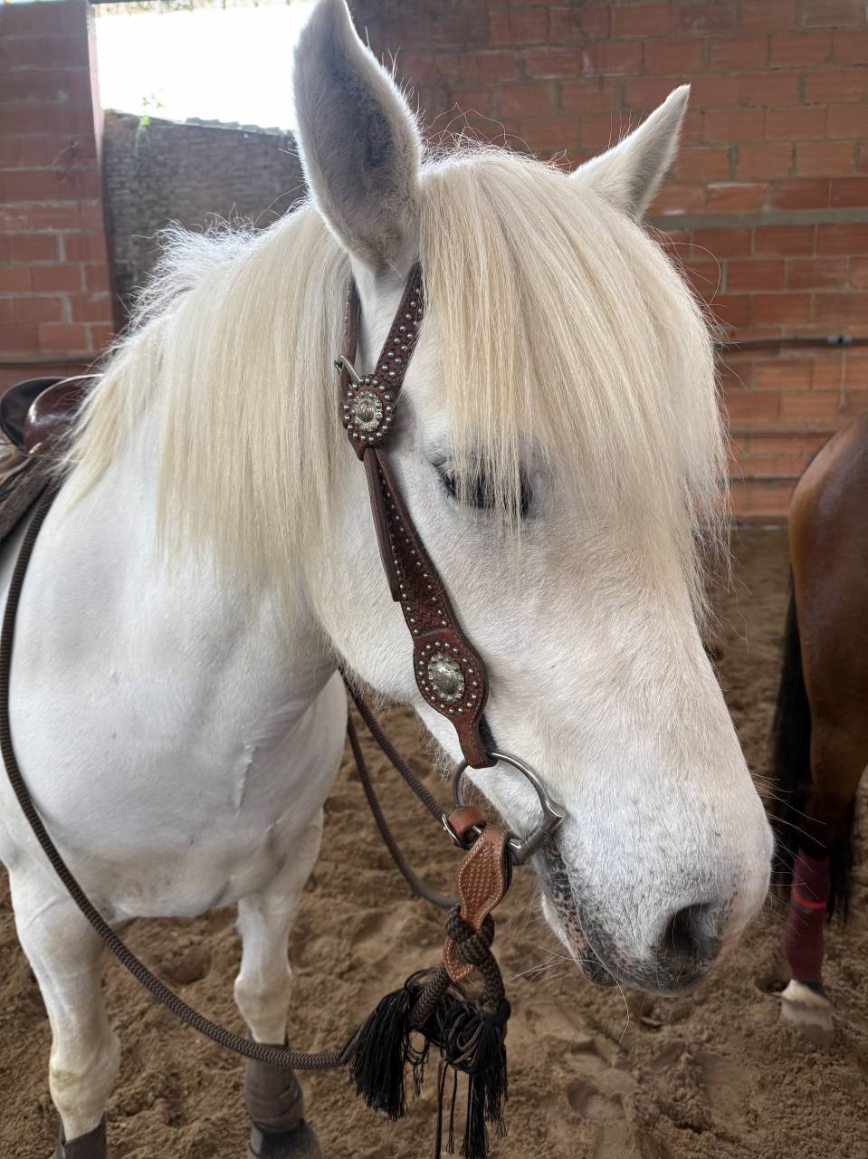 Mare Camargue For sale 2017 White
