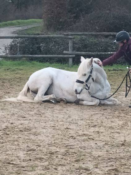 Mare Camargue For sale 2017 White