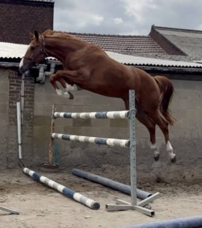 Mare BWP Belgian Warmblood For sale 2023 Chesnut