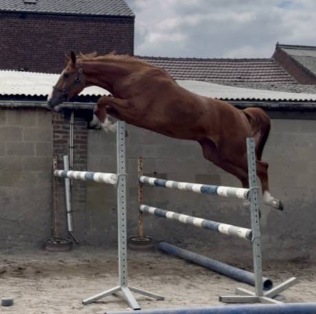 Mare BWP Belgian Warmblood For sale 2023 Chesnut