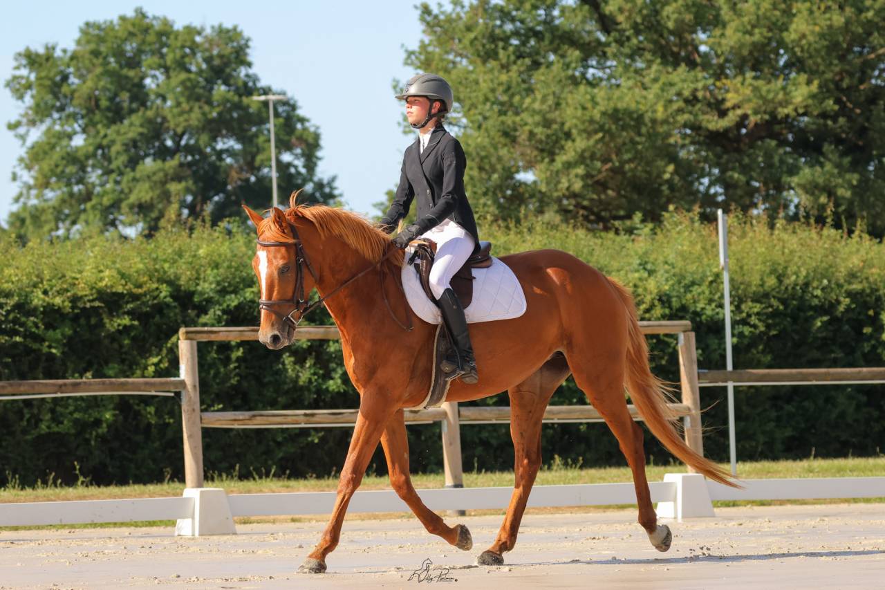 Filly Origin Recorded For sale 2022 Chesnut