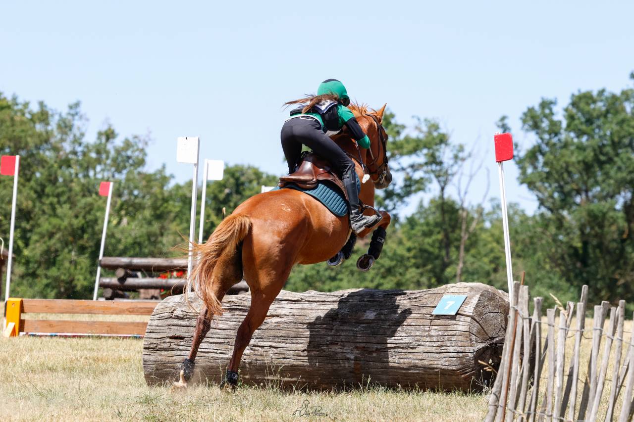 Filly Origin Recorded For sale 2022 Chesnut