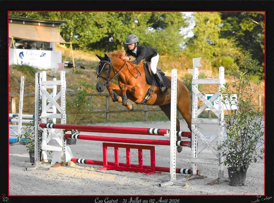 Filly Origin Recorded For sale 2022 Chesnut