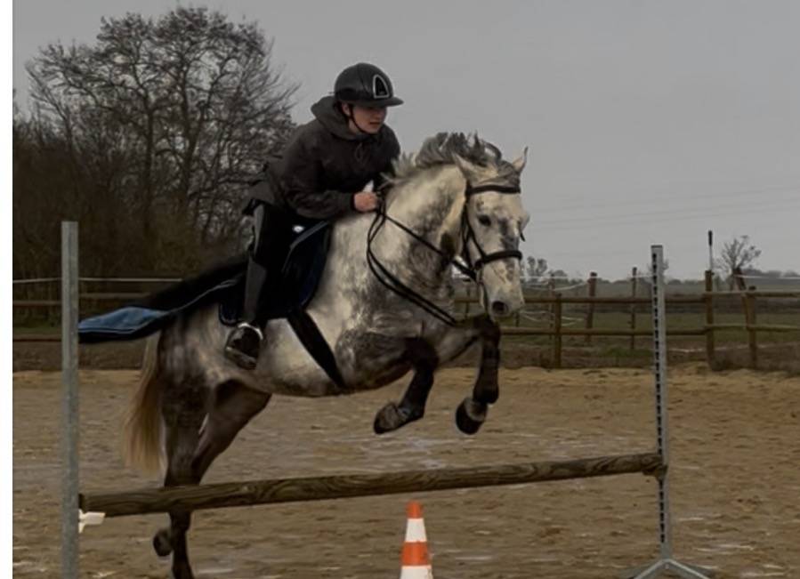 Gelding New Forest For sale 2020 Grey