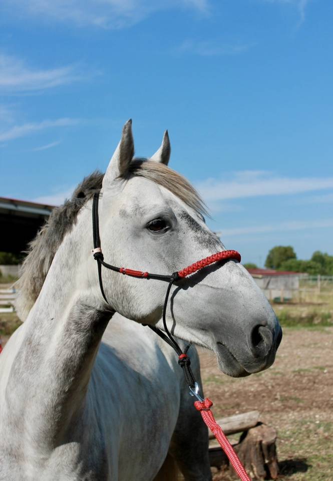 Gelding New Forest For sale 2020 Grey