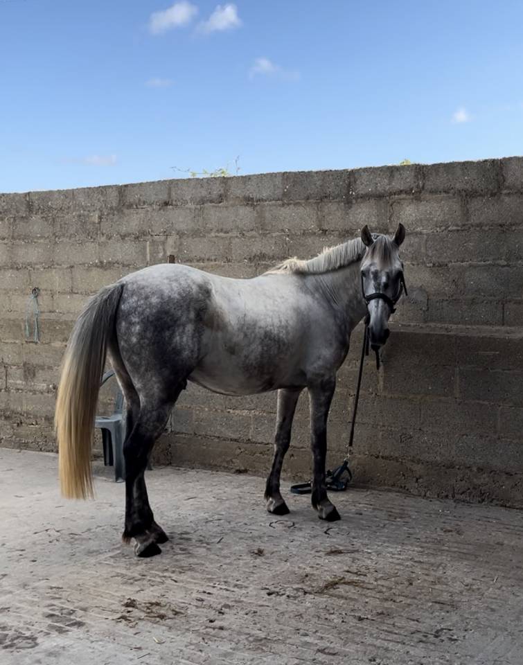 Gelding New Forest For sale 2020 Grey