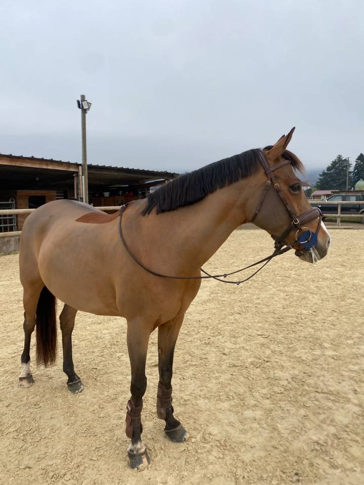 Mare French Saddle Pony Part-Livery 2008 Bay