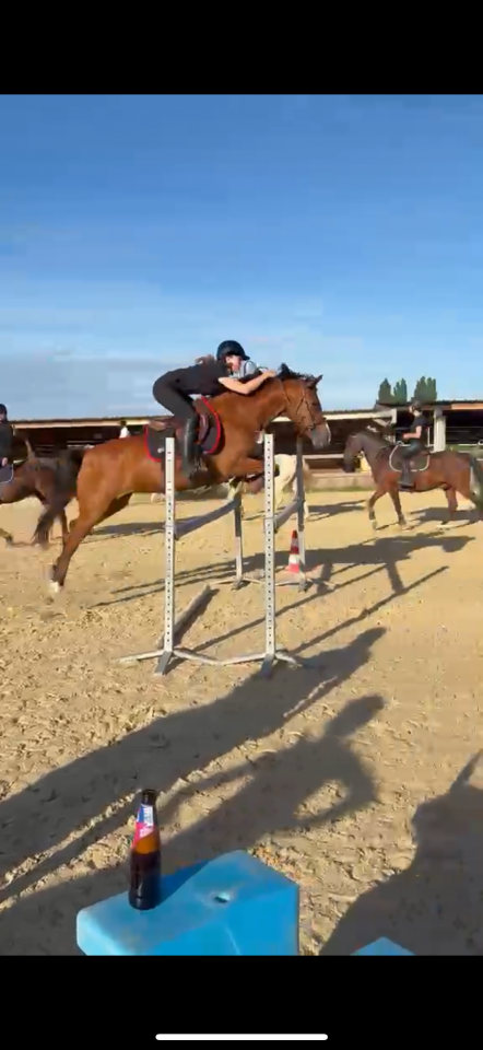 Mare French Saddle Pony Part-Livery 2008 Bay