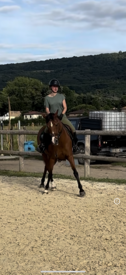 Mare French Saddle Pony Part-Livery 2008 Bay