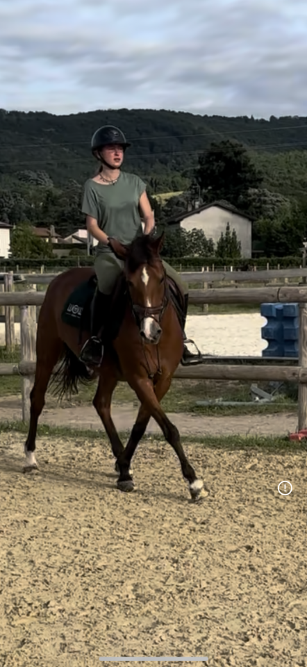Mare French Saddle Pony Part-Livery 2008 Bay