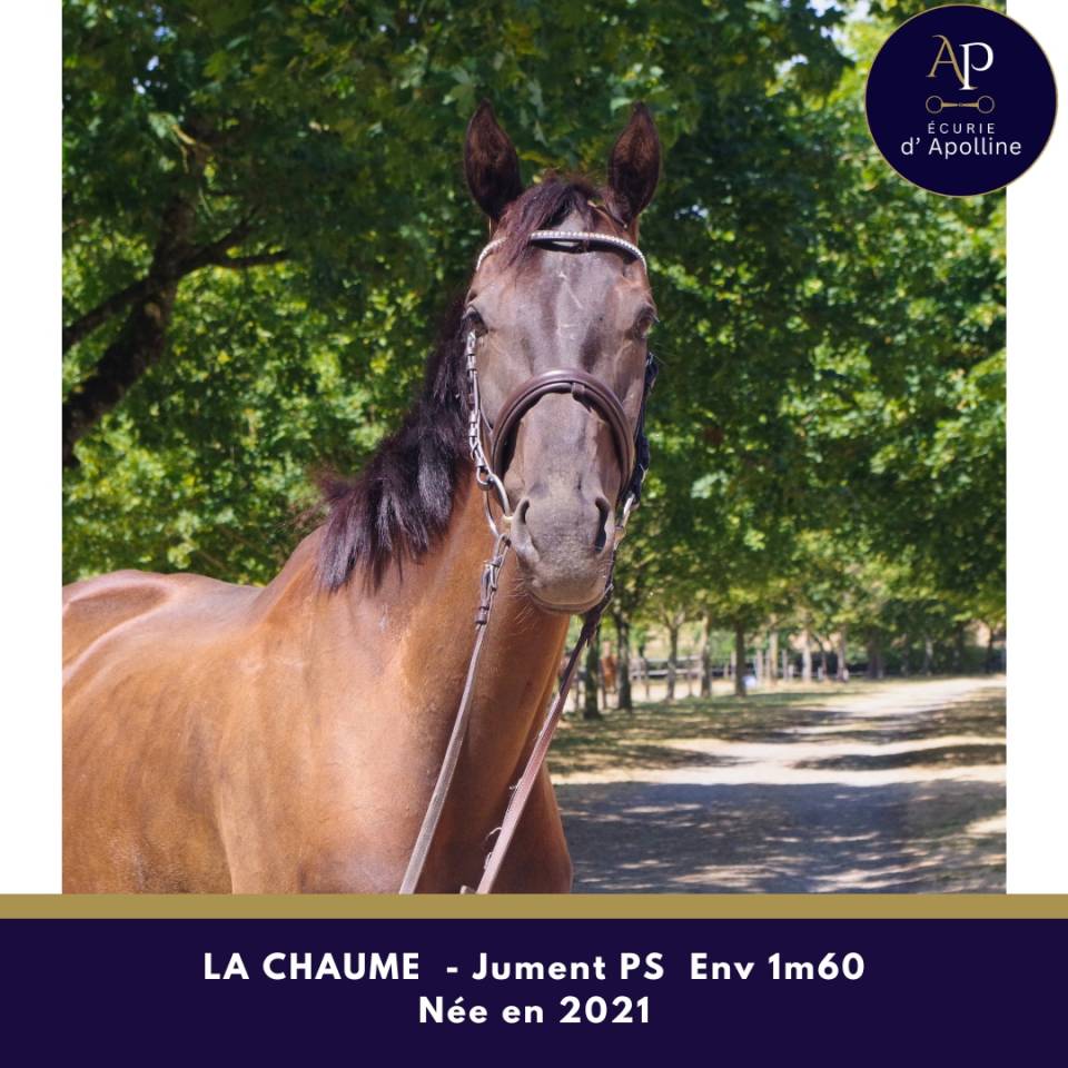 Mare Thoroughbred For sale 2021 Dark Bay
