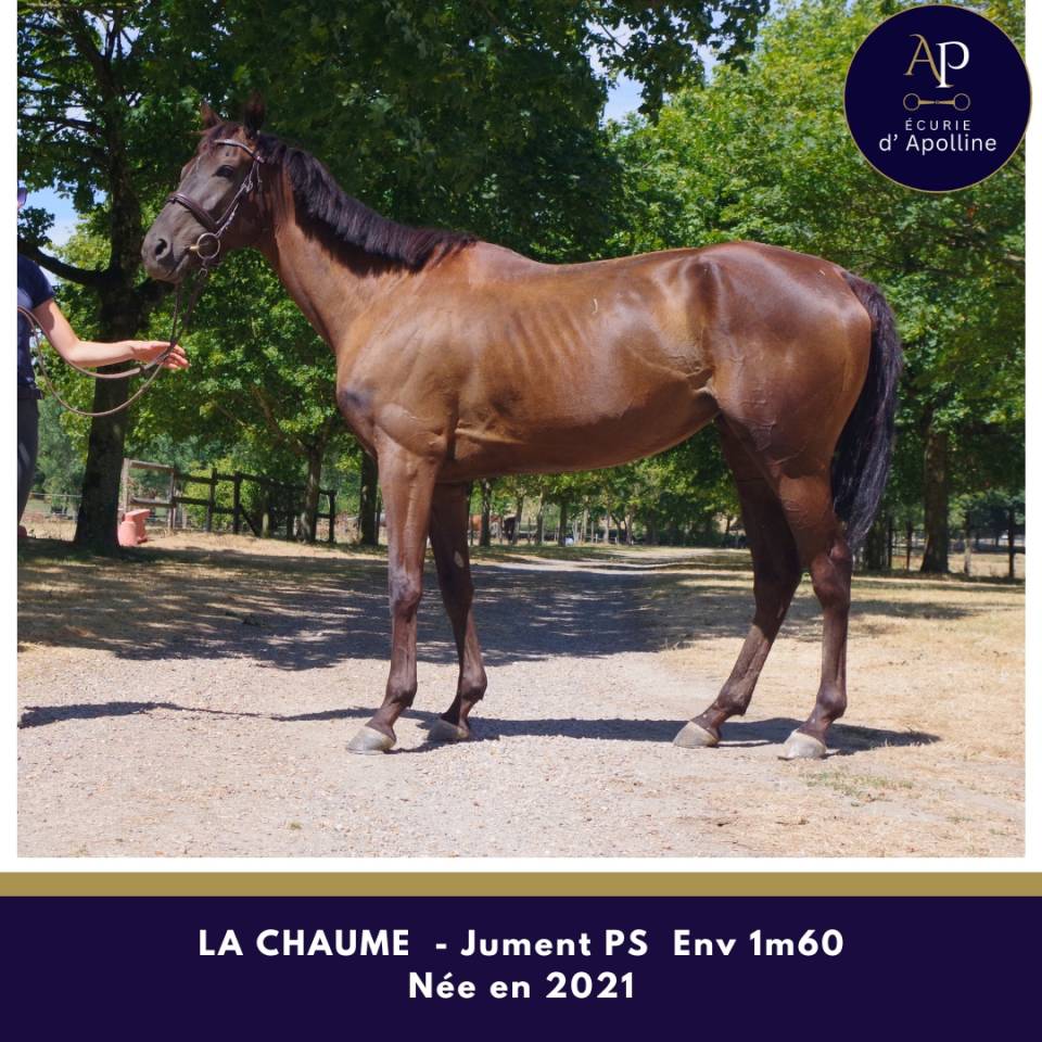Mare Thoroughbred For sale 2021 Dark Bay