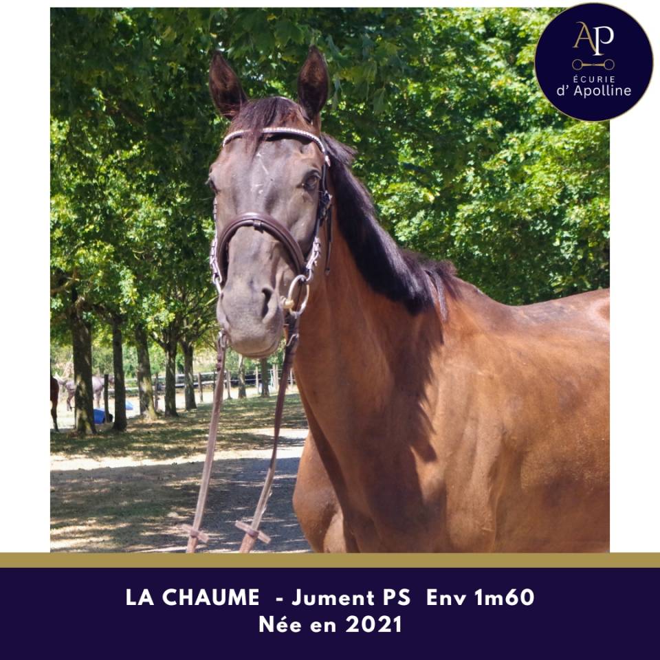 Mare Thoroughbred For sale 2021 Dark Bay